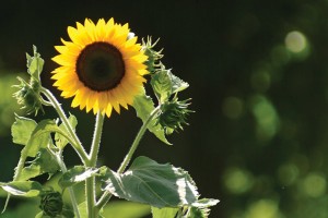 sunflower