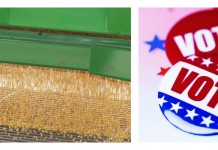 New month, but same old grain market corn and voter button