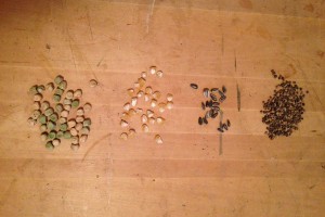 peas, corn, sunflower and beet seeds