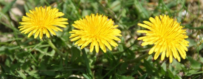 dandelions