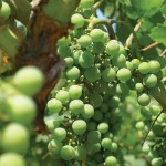Ohio Grape and Wine Conference is Feb. 15-16 in Dublin grapes growing on vine
