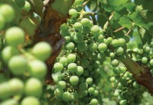 Ohio Grape and Wine Conference is Feb. 15-16 in Dublin grapes growing on vine