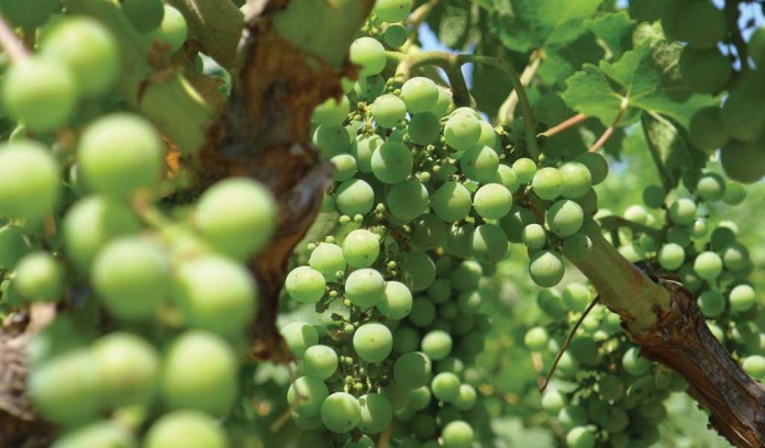 grapes growing on vine