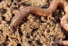The lowly earthworm is actually a living plow earthworm