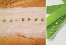 How to test seed viability pea seed germination test collage