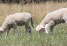 Winter warmth could lead to greater parasite risk for sheep and goats Grazing lambs