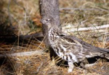 Ruffed grouse can be bold, even aggressive ruffed grouse