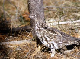 ruffed grouse