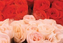 The language of flowers: Interpreting your Valentine’s Day blooms red and pink roses