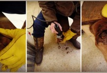 Goat kid care: Horn removal goat debudding process