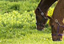 Pasture and grazing management tips to keep horses healthy Horses grazing
