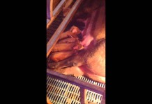 McGuffey FFA’er brings home Star in Agribusiness