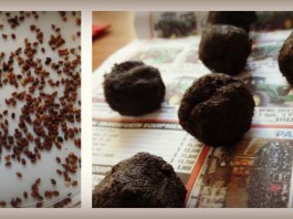 Fun projects for spring planting seed bombs