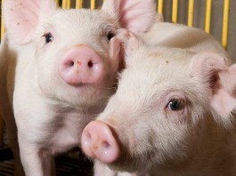 Pork industry scholarships deadline Feb. 16 piglets
