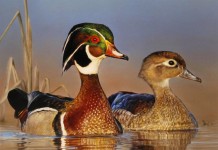 Wood ducks make ideal choice for birdwatching wood ducks