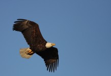 ODNR: 715 bald eagles reported in Ohio during January count Eagles