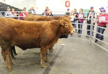 Beef 509 class helps producers think like packers Evaluating cattle