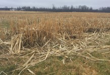 Tour gives look at miscanthus potential Miscanthus harvested