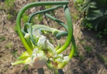 Perennial food gardening: The garden that keeps on giving Egyptian walking onion