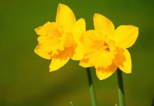 Whole lot of shaking going on daffodils