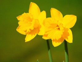 Spring is a brave yellow wave, a loud ‘How’do!’ and a glint of gold daffodils
