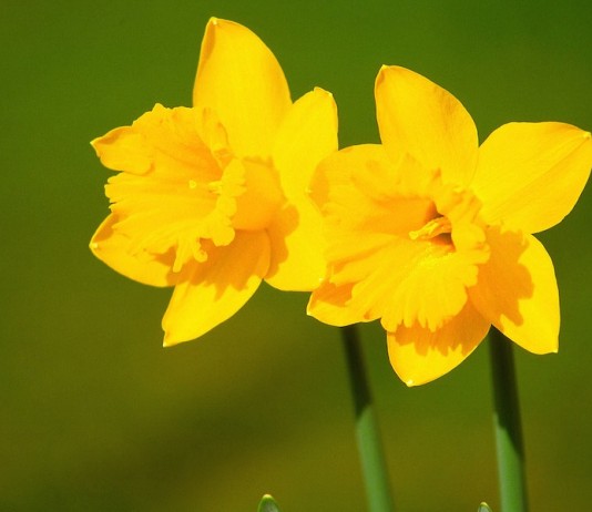 Spring is a brave yellow wave, a loud ‘How’do!’ and a glint of gold daffodils
