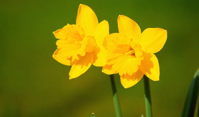 daffodils