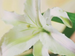 Easter lily