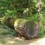 Morticulture: Forests of the living dead fallen tree