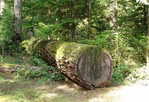 Morticulture: Forests of the living dead fallen tree