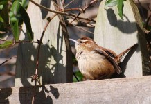 Carolina wrens prefer ‘up and under’ Carolina wren