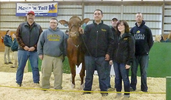 top Holstein at sale