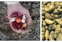 Plant onion sets and seed potatoes now onions and potatoes