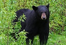If you spot a bear, do not feed it Black bear
