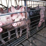 Pork producers could see modest profits in 2016 hog barn