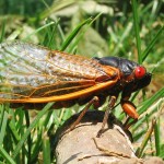 17-year cicadas will return to Ohio in 2016 17-year cicada Brood X