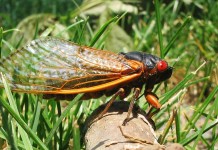 17-year cicadas will return to Ohio in 2016 17-year cicada Brood X