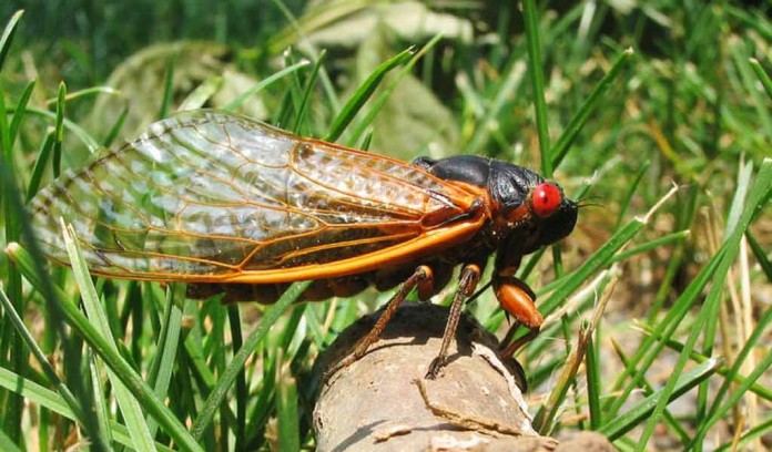 17-year cicada Brood X