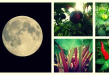 Gardening by the light of the moon moon garden collage