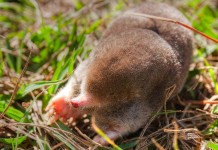 How to get rid of moles in your garden Eastern mole