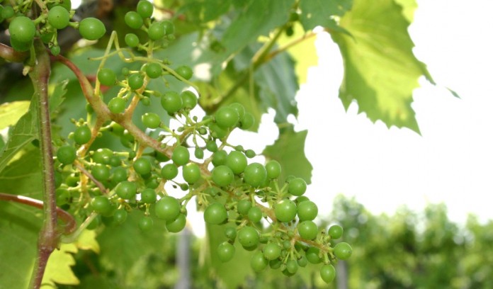 grapes on vine