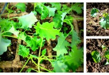 How to transplant vegetable seedlings vegetable transplant collage