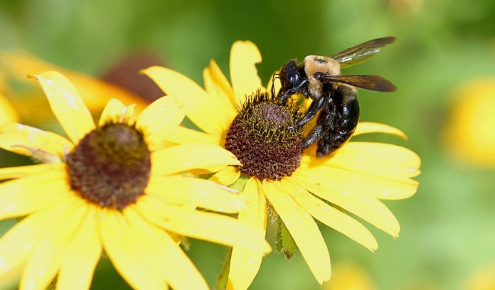 bee on flower