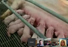 Students take virtual field trips to pig farms virtual field trip pigs