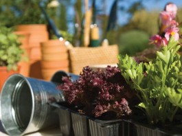 Tips for gardening on a budget plants in trays