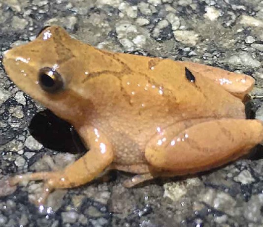 spring peeper