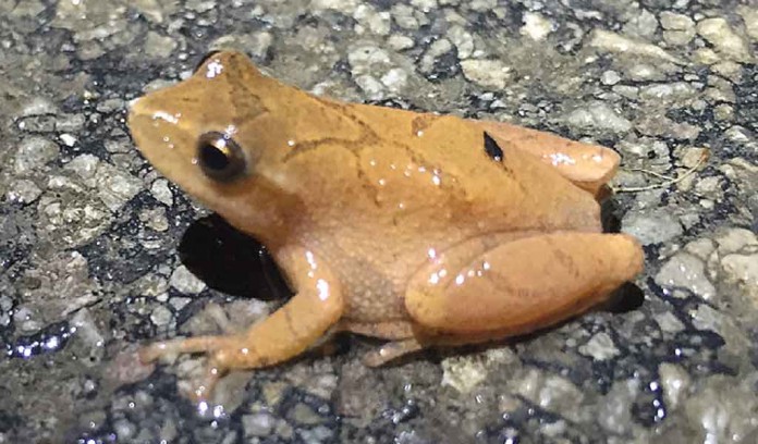 spring peeper