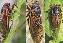 Cicadas waking up Brood V cicadas will emerge in May in parts of Ohio, West Virginia and Pennsylvania.