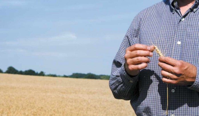 farmer in wheat field