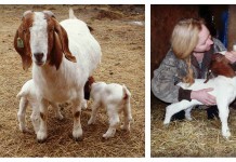 Weaning small ruminants weaning goats; kids with mother